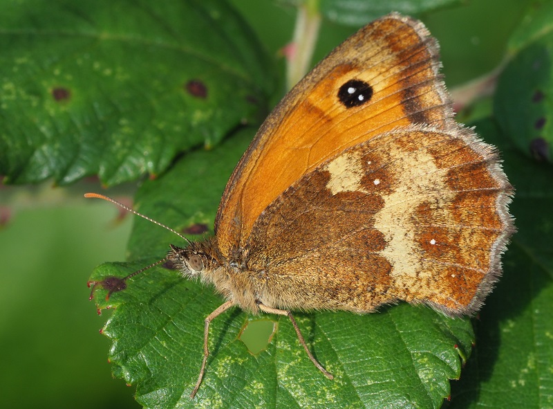 Gatekeeper 2019D.jpg