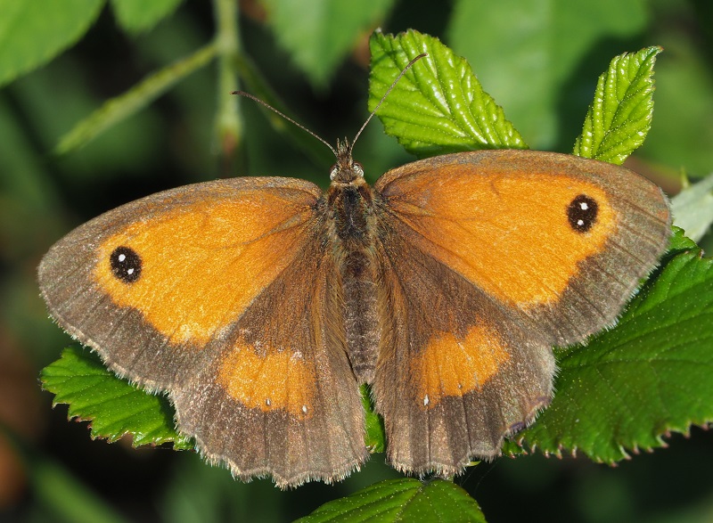 Gatekeeper 2019E.jpg