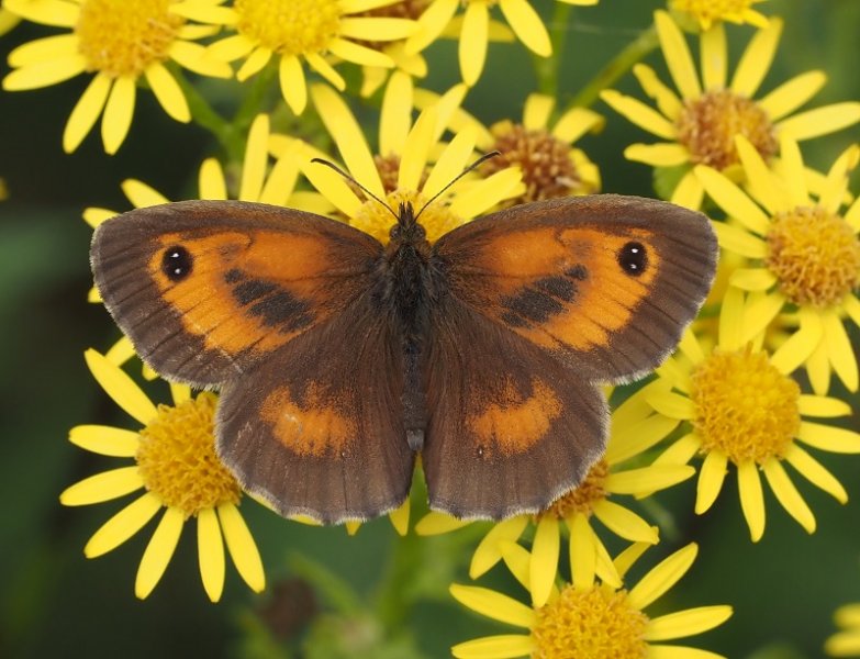 gatekeeper 2020A.jpg