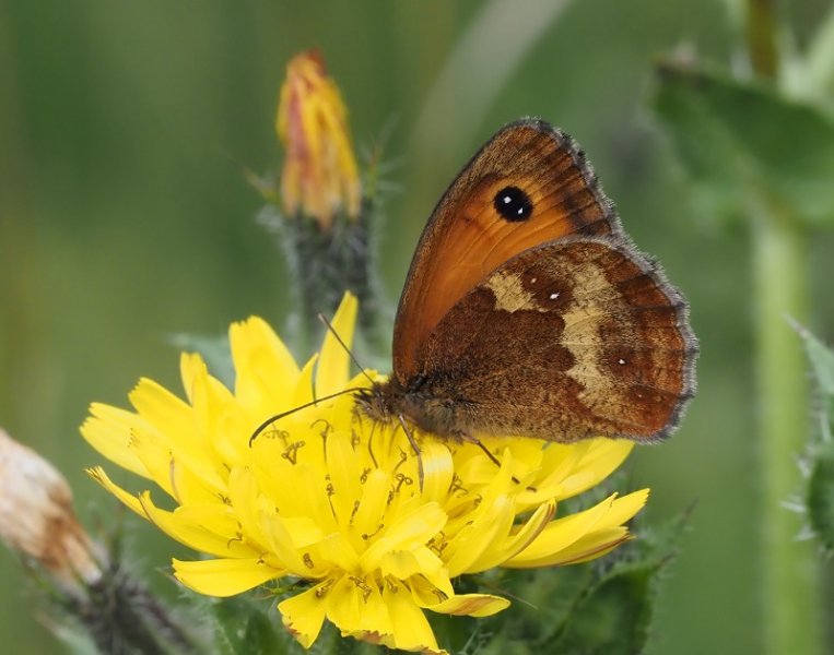 gatekeeper 2020B.jpg