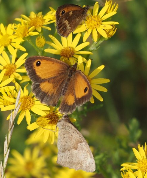 gatekeepers and med brown.jpg