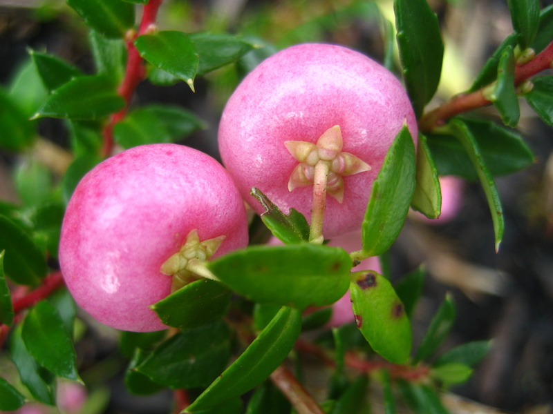 GAULTHERIA  MUCRONATA  LILACINA 11-09-2008 15-55-26.JPG