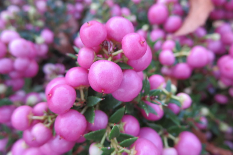 GAULTHERIA  MUCRONATA  ROSEA 11-11-2015 14-34-08.JPG