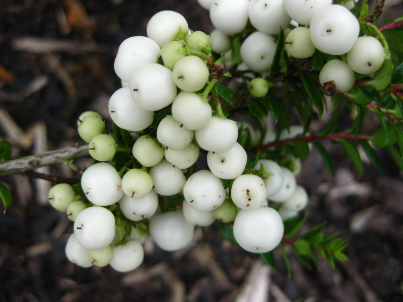 GAULTHERIA  MUCRONATA  SNEEUWWITJE 08-09-2009 16-42-29.JPG