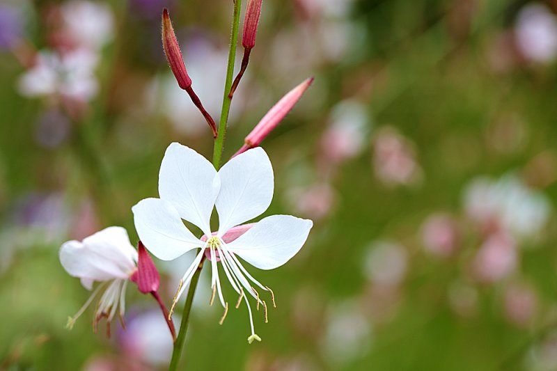 Gaura-Aug-2.jpg