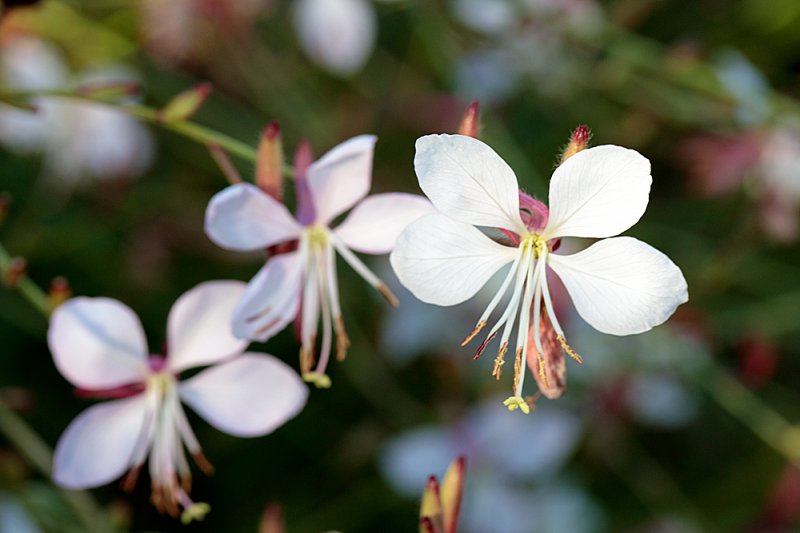 Gaura-end-Sept-2.jpg