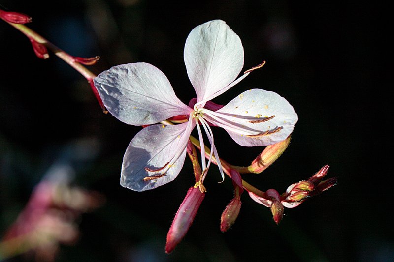 Gaura-end-Sept-3.jpg