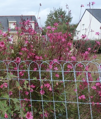 Gaura in Morbihan.jpg