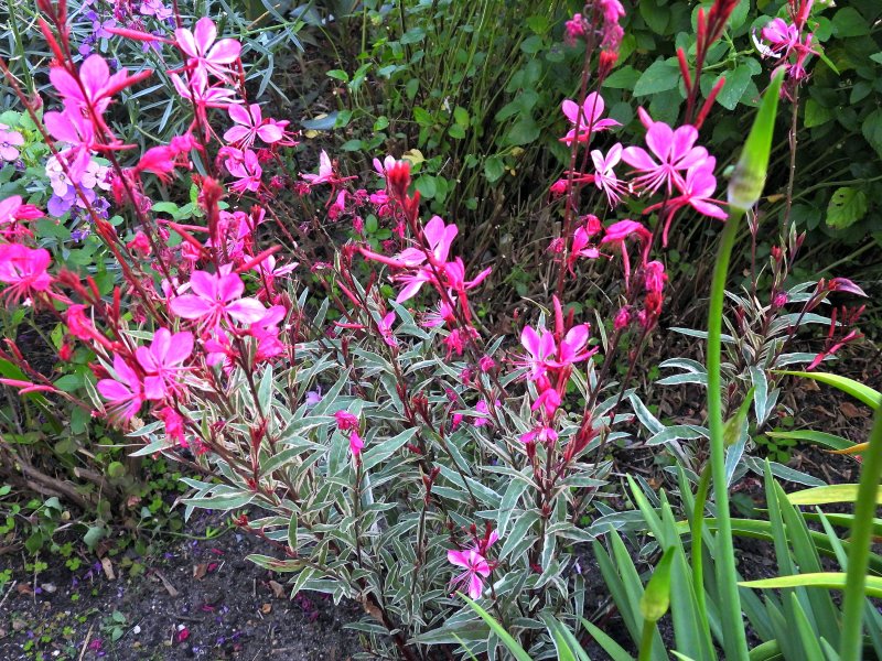 Gaura.JPG