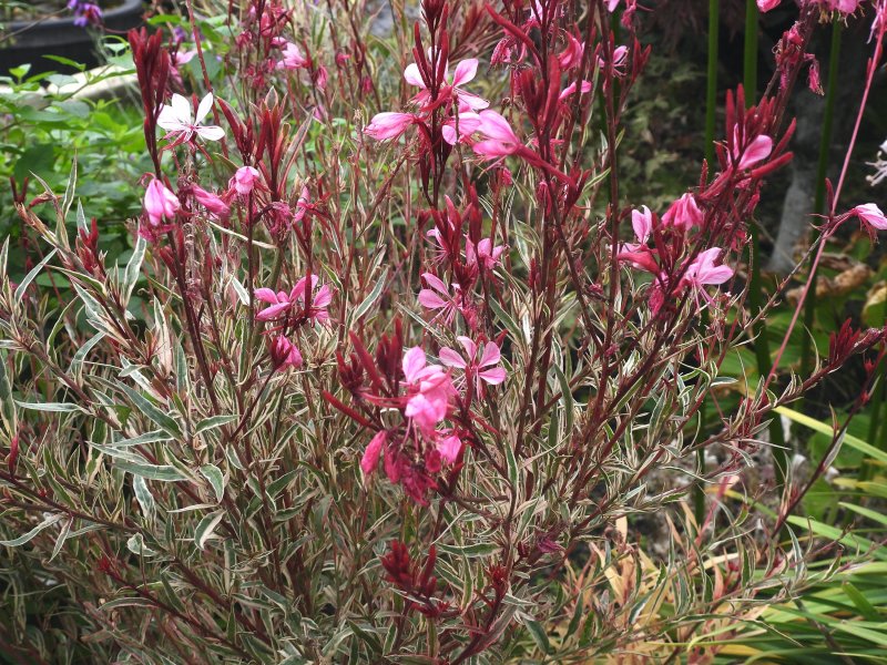 Gaura.jpg