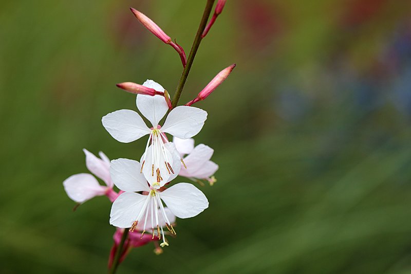 Gaura-July.jpg