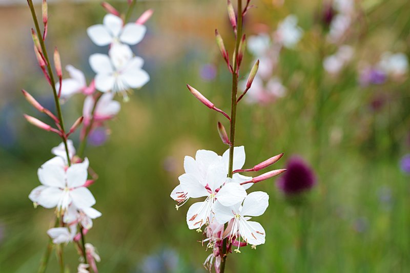 Gaura-meadow.jpg