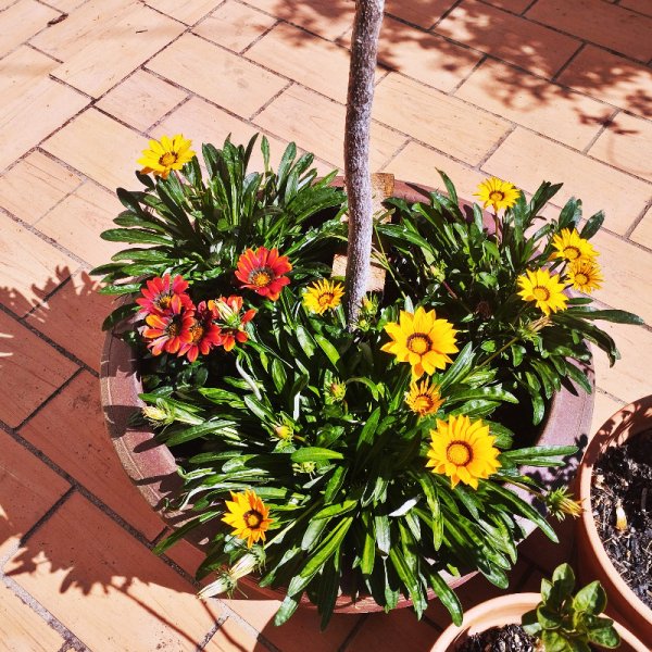 Gazaanias 30 Sep 25.jpg