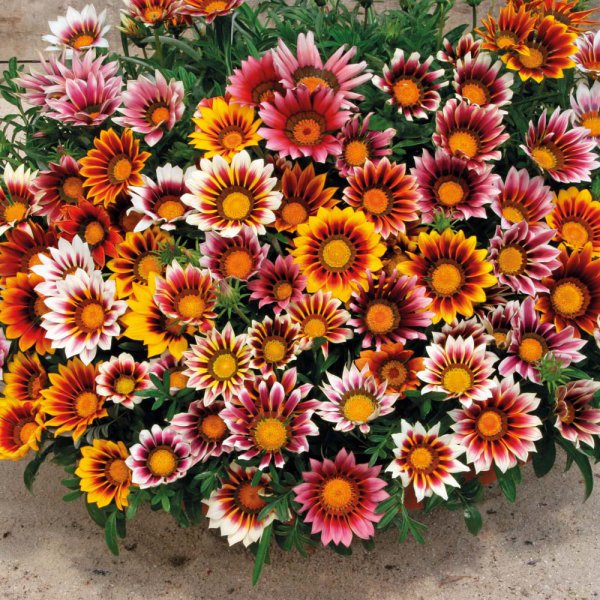 Gazania-004.jpg