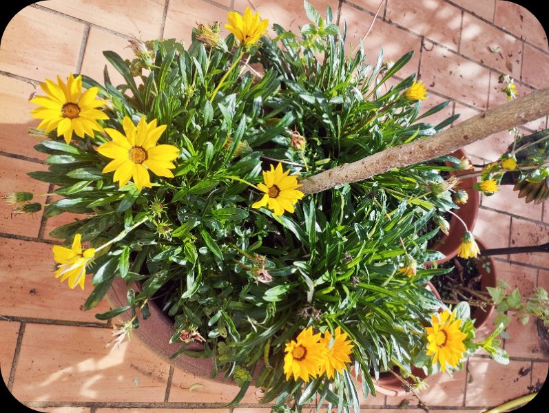 Gazania 18 Nov 25.jpg