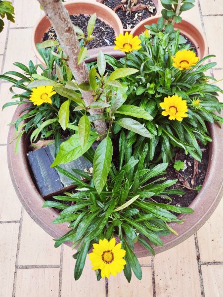 Gazania in Avocado ot 20 Se 25.jpg
