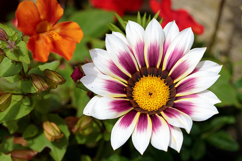 Gazania.jpg