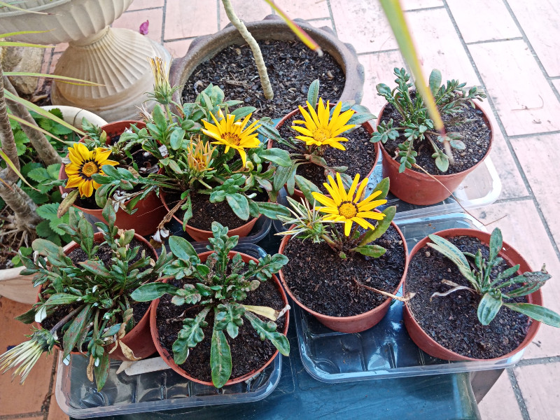 Gazania Ma 22.jpg