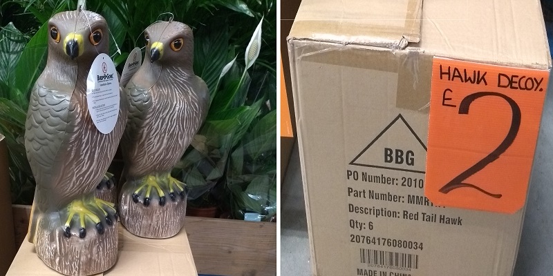 GC bunnings hawk.jpg