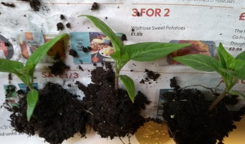 GC chili seedlings.jpg