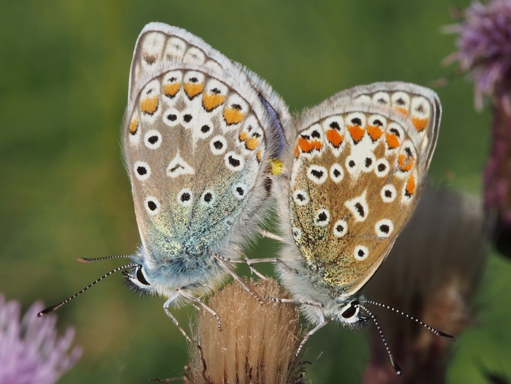 GC comp blues best.jpg