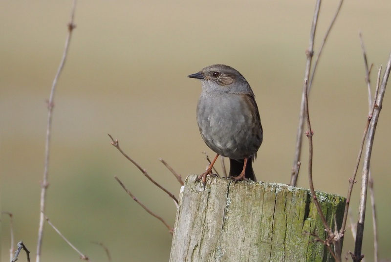 GC dunnock.jpg