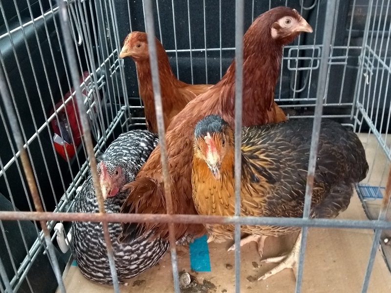 GC four hens.jpg