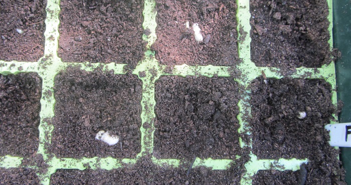 GC french showing.jpg