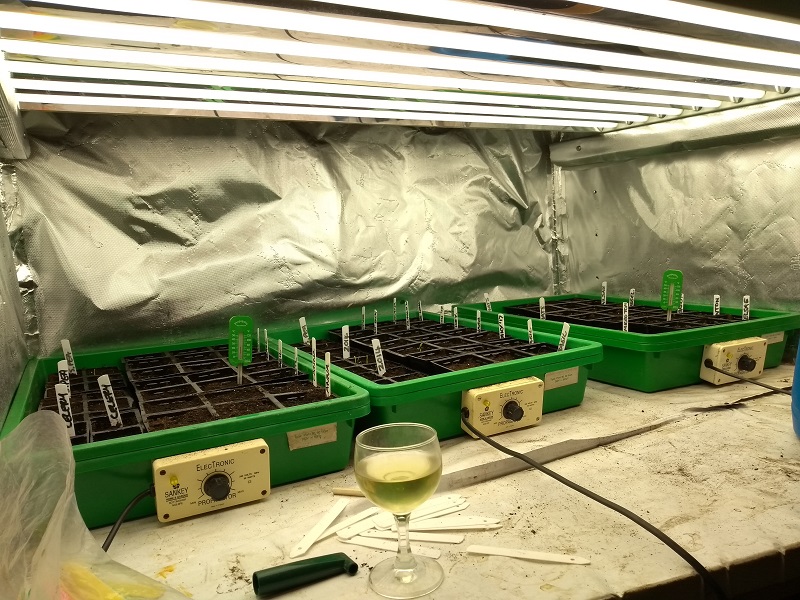 GC growbox indoor.jpg