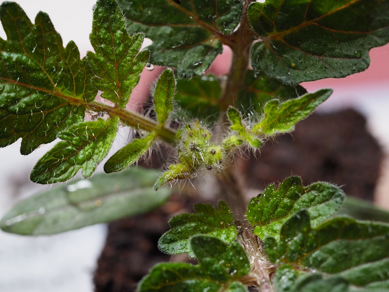 GC microtom flower.jpg