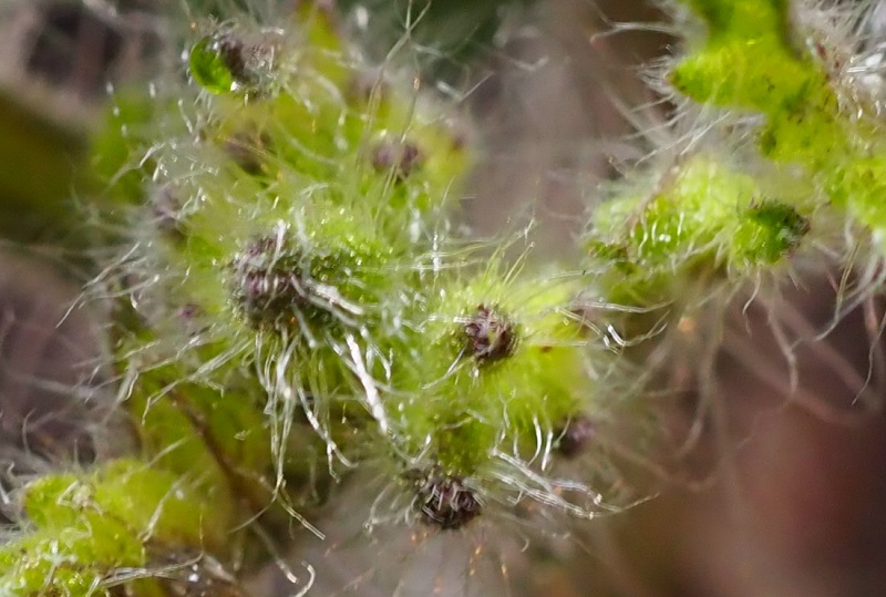 GC microtom flower2.jpg