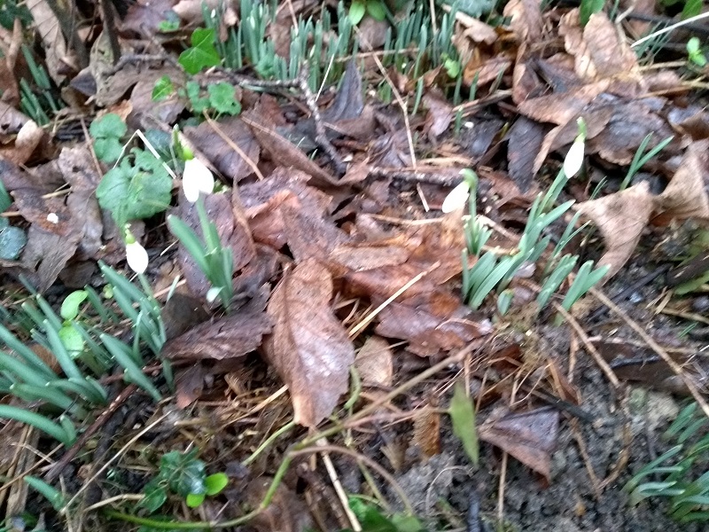 gc snowdrops.jpg