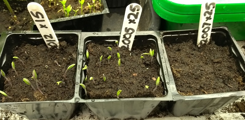 GD seedlings.jpg
