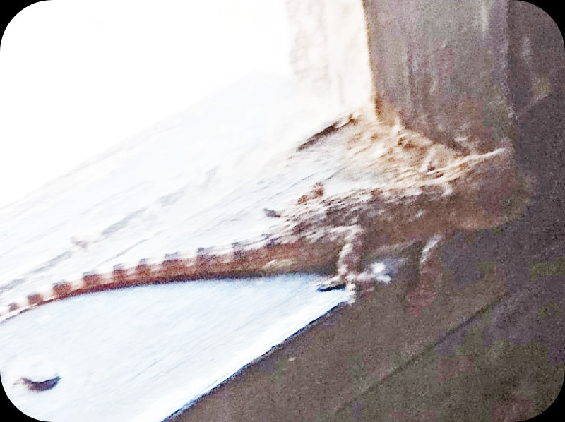 Gecko2 10 Oct 25.jpg