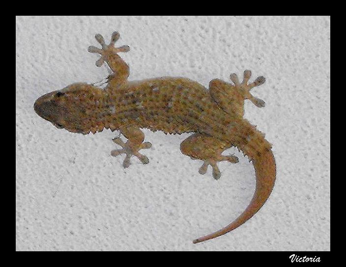 Gecko2 (2).JPG