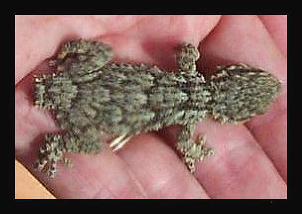 Gecko2.jpg