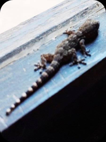 Gecko4 10 Oct 25.jpg
