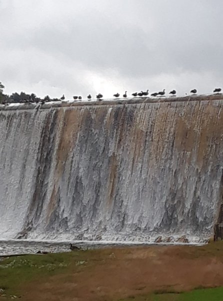 Geese waterfall.jpg