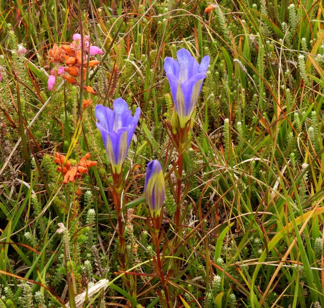 gentian 1.JPG