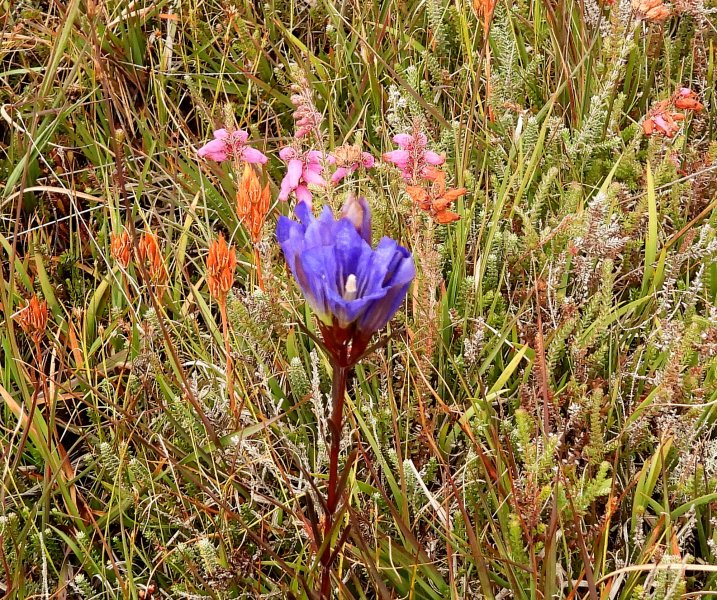 gentian 4.JPG