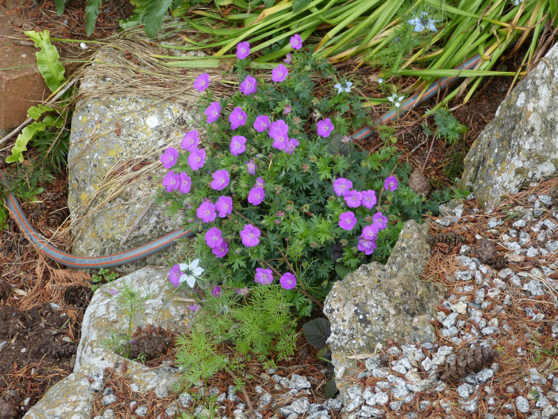 Geranium 2.JPG