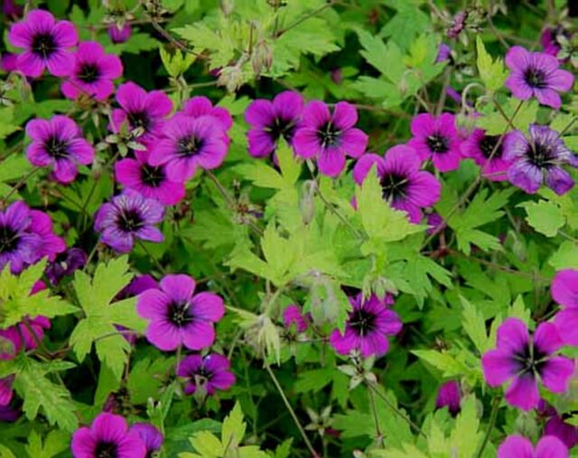 Geranium%20\'Ann%20Folkard\'.jpg