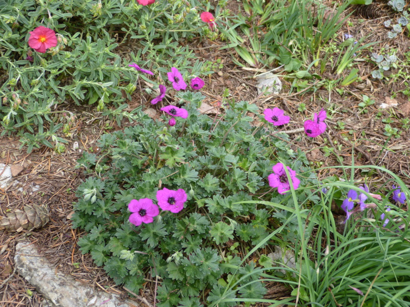 Geranium 2017.JPG