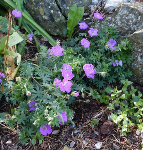 Geranium 2017a.JPG
