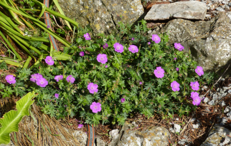 Geranium 3.JPG