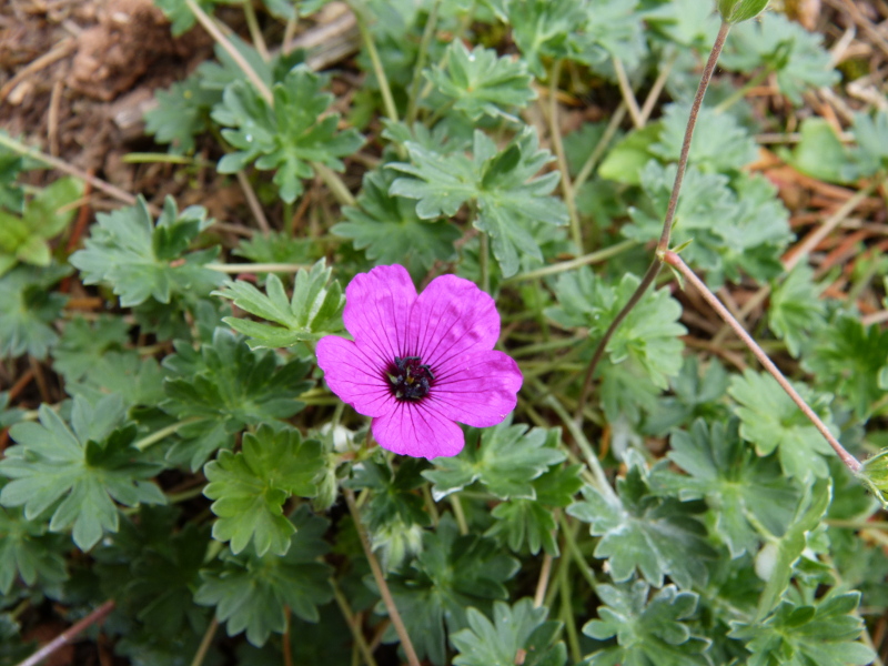 Geranium 3.JPG