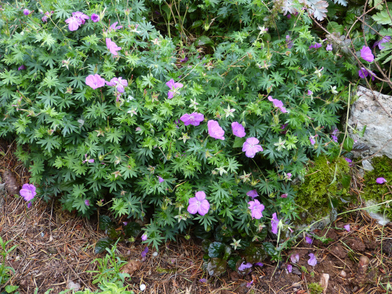 Geranium 4.JPG