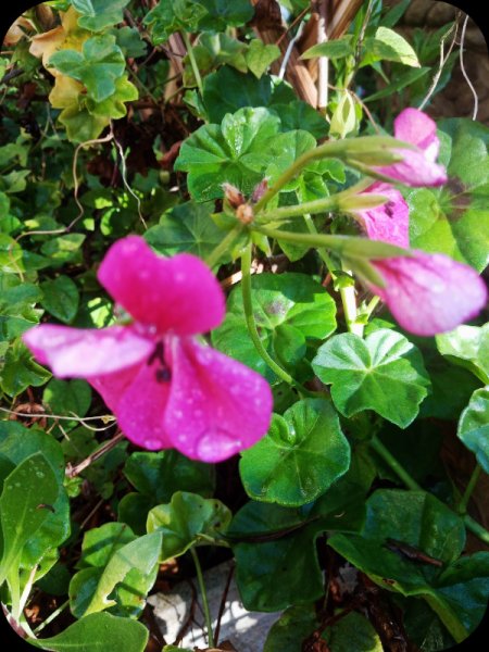Geranium 5 Jan 24.jpg