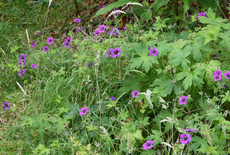 Geranium Ann Folkard 2.JPG