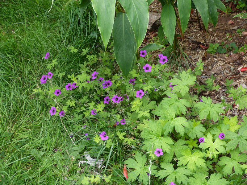Geranium Anne Folkard 1.JPG